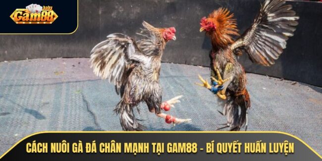 Cách Nuôi Gà Đá Chân Mạn