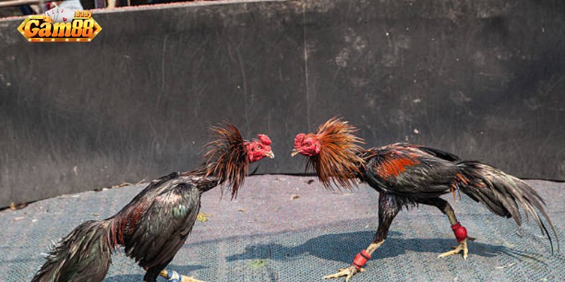 Gà chiến được trang bị cựa sắt sắc bén