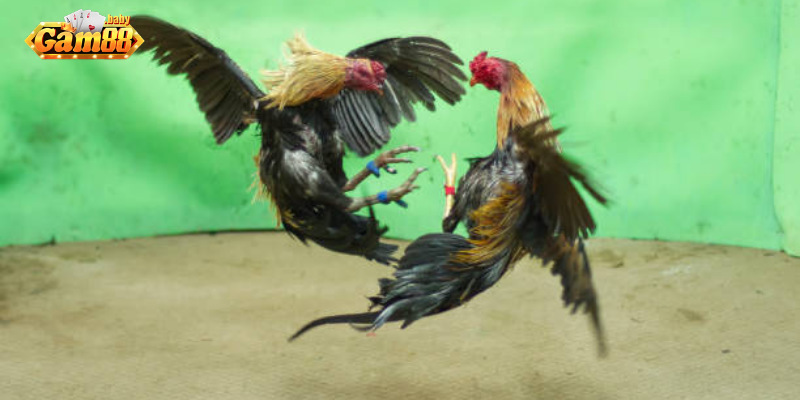 Trận đấu đá gà cựa sắt kịch tính tại GAM88
