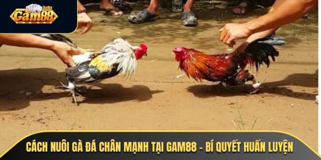 Đá Gà Trên Casino