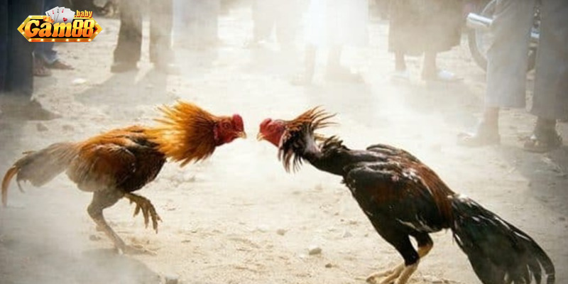 Trại đá gà tại nhà cái GAM88 với hệ thống chuồng trại hiện đại