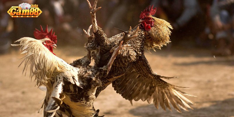 Chiến kê được huấn luyện bài bản tại trại gà